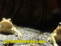 /home//u458753944/public_html/sourcegallery//////////////Roxborough Toad Detour/2023/2023-04-06/P4060699.JPG